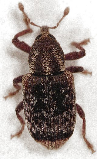 <i>Peristoreus flavitarsis</i> Species of beetle