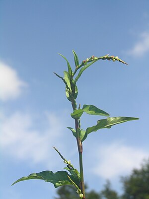 Persicaria hydropiper.JPG