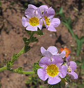 Phacelia brachyloba