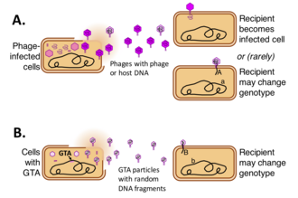 Comparison of typical phage (bacteriophage) infection and transduction (A) with typical GTA (gene transfer agent) production and transduction (B). Phage and GTA.png