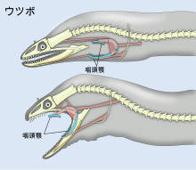 ウツボ Wikipedia