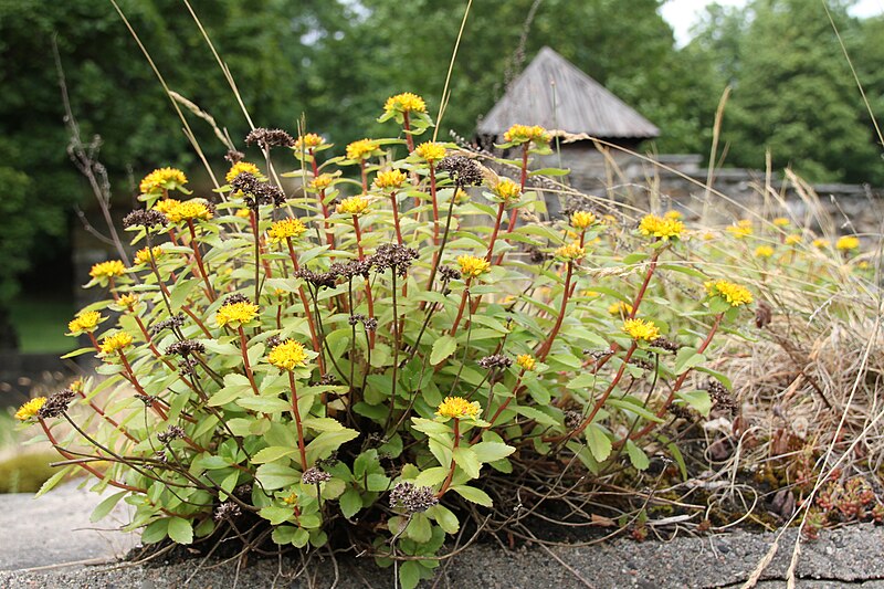 File:Phedimus aizoon IMG 8786 Rakbergknapp hovedöya.JPG