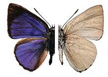 Philiris apicalis ginni.jpg