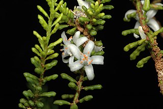 <i>Philotheca pachyphylla</i> Species of plant