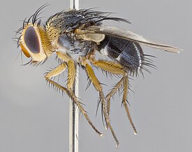 Phosocephala alexanderi