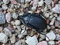 Phosphuga atrata (Linnaeus, 1758)