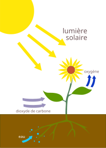 Comment fonctionne une plante ?