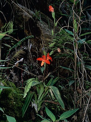 <i>Phragmipedium besseae</i> Species of plant