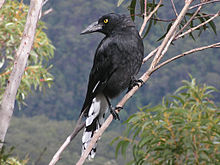 blackish crow-like bird looking left over its shoulder on a gum tree branch