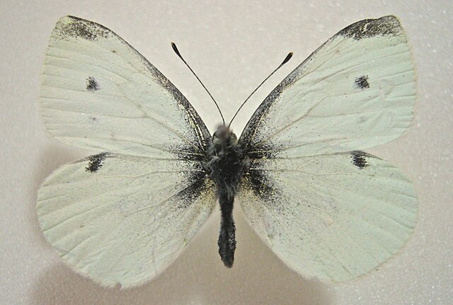 Image: Pieris rapae male