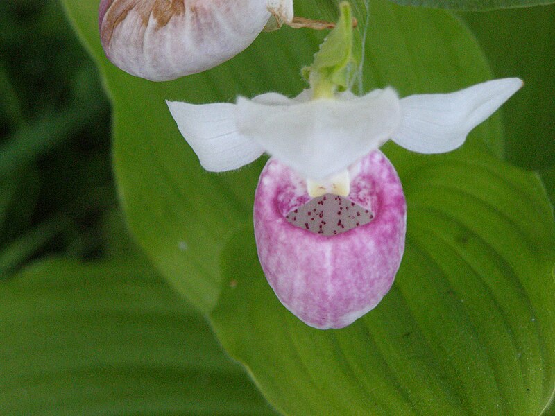 File:Pink Lady Slipper P7120403.jpg