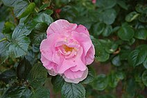 Rosa Rugosa