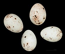 Eggs of Fringilla coelebs moreletti Pinson des arbres - Fringilla coelebs moreletti - Flamengos Fayal Acores 222.jpg