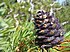 Igły i dojrzała szyszka sosny Pinus albicaulis