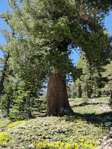 Old tree, Desolation Wilderness, Sierra Nevada, California