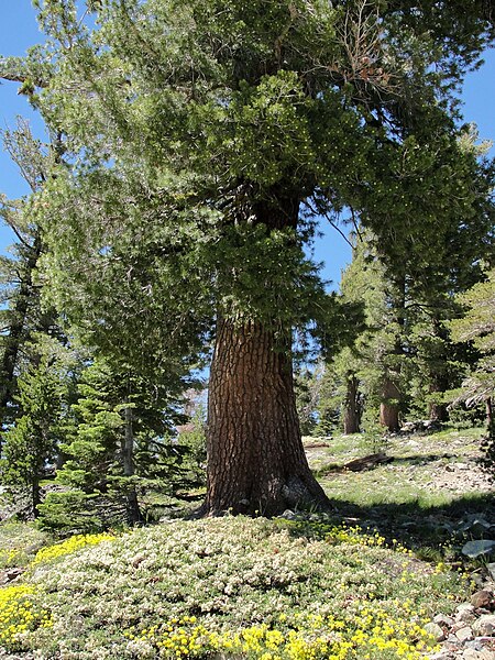 File:Pinus monticola Desolation Wilderness.jpg