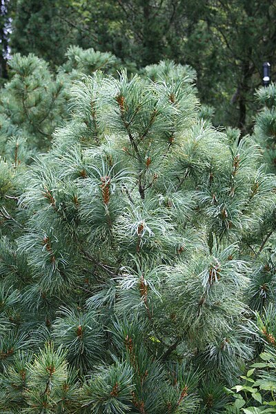 File:Pinus parviflora 'Glauca' 2.jpg