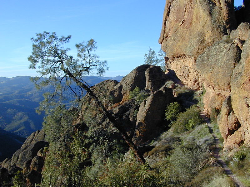 File:Pinus sabiniana Pinnacles NM 1.jpg