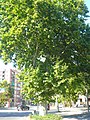 Català: Plàtans de la carretera de Mataró. c. Pere IV / Prim. Sant Martí (Barcelona). ca:Platanus X hispanica. This is a a photo of a protected or outstanding tree in Catalonia, Spain, with id: MA-080193/0008-10-93 Object location 41° 25′ 07″ N, 2° 12′ 33.53″ E  View all coordinates using: OpenStreetMap