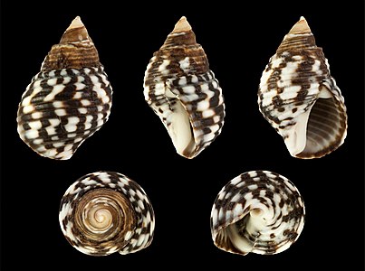 Planaxis sulcatus