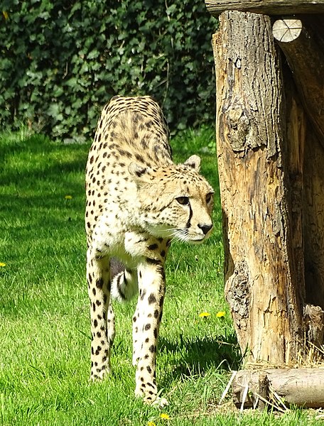 File:Planckendael zoo Cheetah 06.jpg