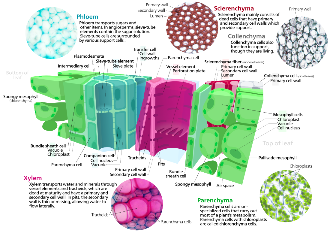 File:Plant cell types.svg