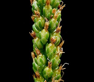 Plantago major Atropurpurea - Grand plantain pourpre - Vivace