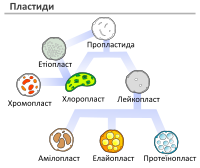 Клітина: Історія відкриття та дослідження клітин, Клітинна теорія, Методи дослідження клітин