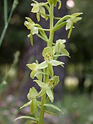 Platanthera holmboei