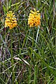 Platanthera integra