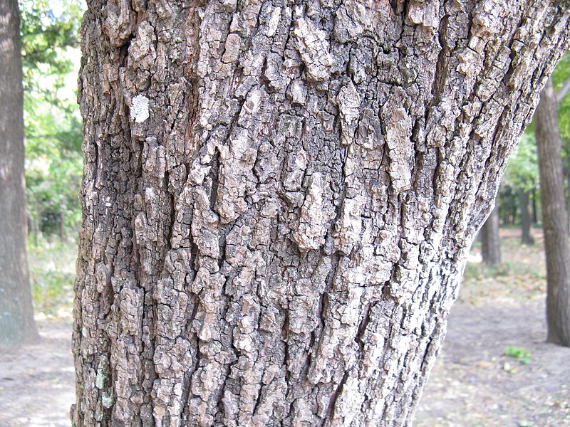 File:Platycarya strobilacea2.jpg