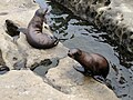 Baby sealions playing.