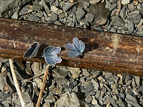 Plebejus anna