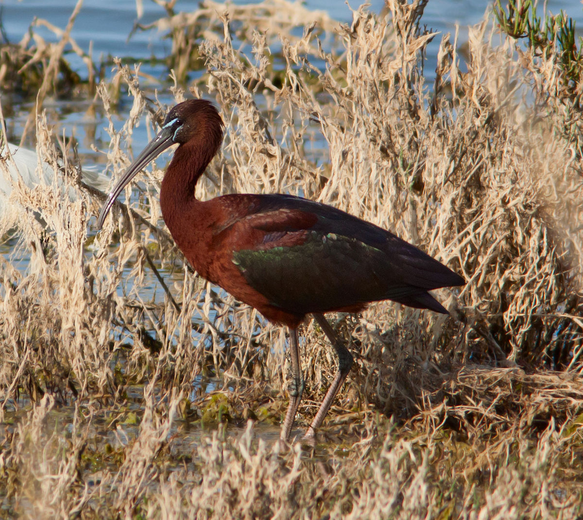 Betere Zwarte ibis - Wikipedia HZ-14