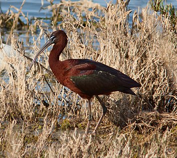 353px-Plegadis_falcinellus_Syracuse.jpg