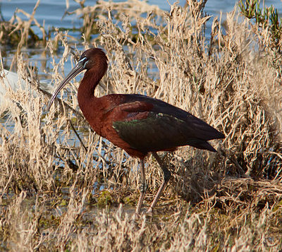 Foto van een Zwarte Ibis