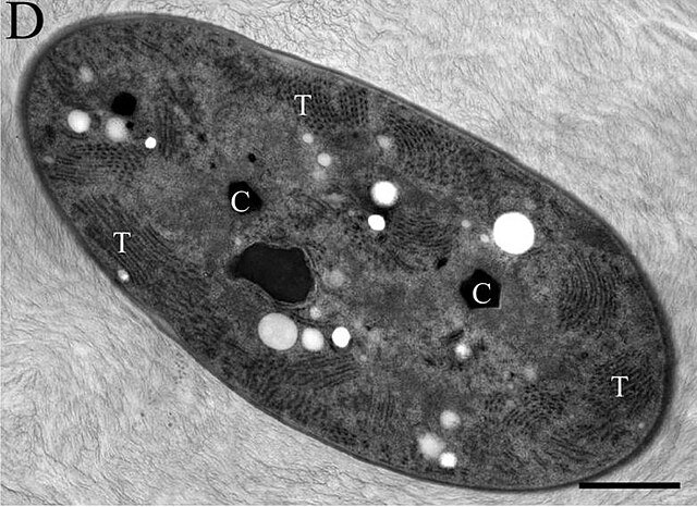 EM-Aufnahme von G. verrucosa PCC 7822.T: Thylakoidmembran, C: Carboxysom. Balken: 500 nm