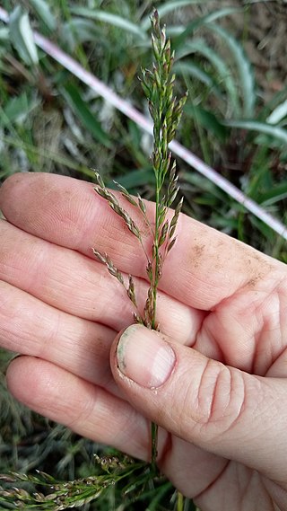 <i>Poa alpigena</i> Species of grass