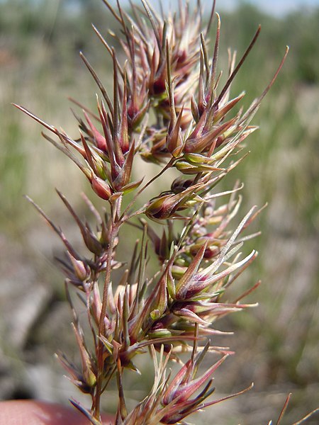 File:Poa bulbosa (5833835205).jpg