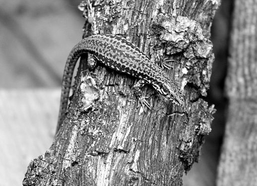 Lacertidae in Tuscany, Italy