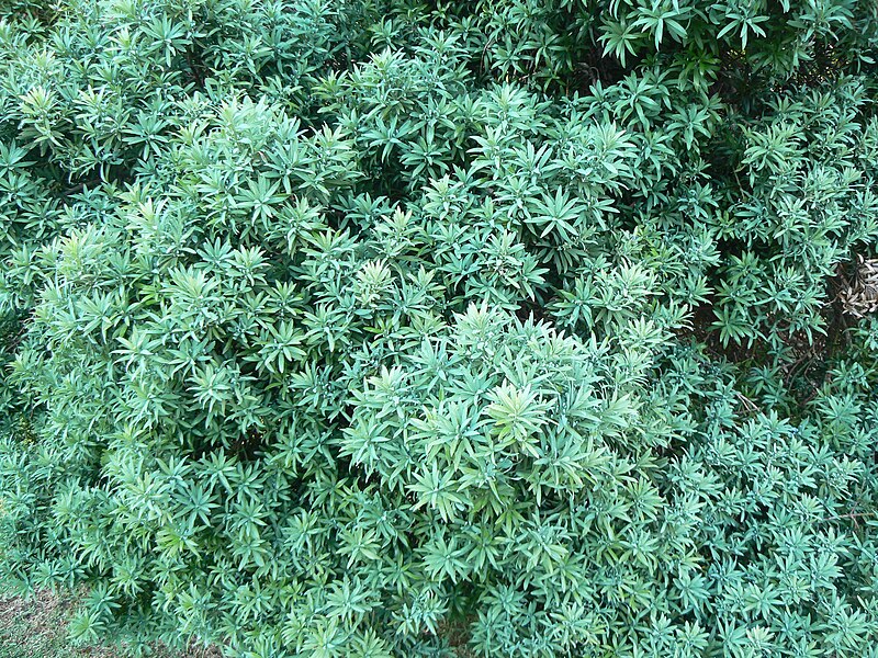 File:Podocarpus elongatus - foliage.JPG