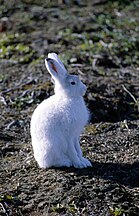 Arctic Hare, Ellesmere Island.