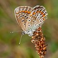 Polyommatus icarus