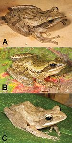 Different color forms of the whiskered rowing frog