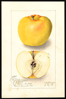 Golden Delicious - Wikipedia