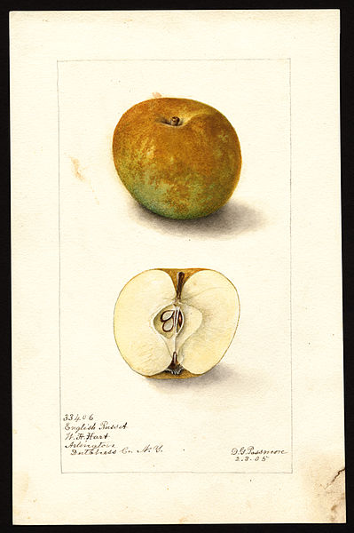 File:Pomological Watercolor POM00002130.jpg