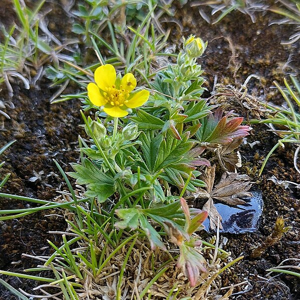 File:Potentilla argentea, Blackmoor Reserve (52983599858).jpg