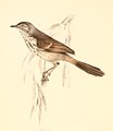 Prinia Maculosa