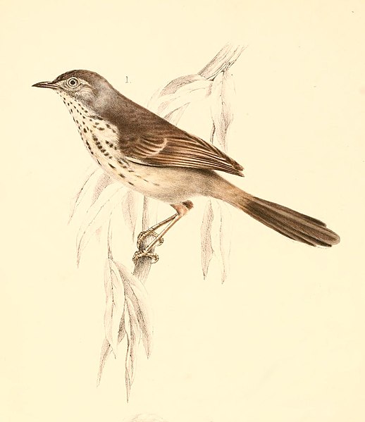 File:Prinia maculosa 1838.jpg