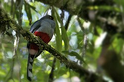 Hispaniolan trogon (Priotelus roseigaster), national bird of Haiti Priotelus roseigaster.jpg